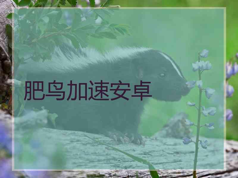 肥鸟加速安卓