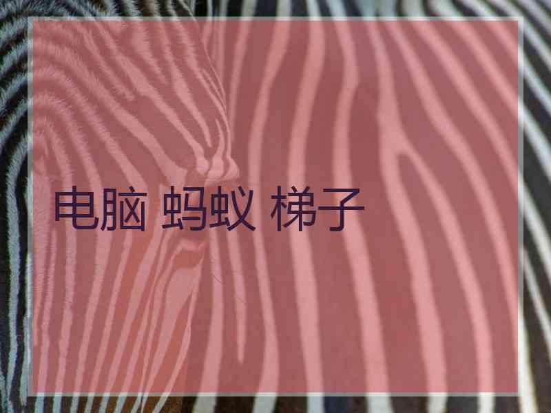电脑 蚂蚁 梯子