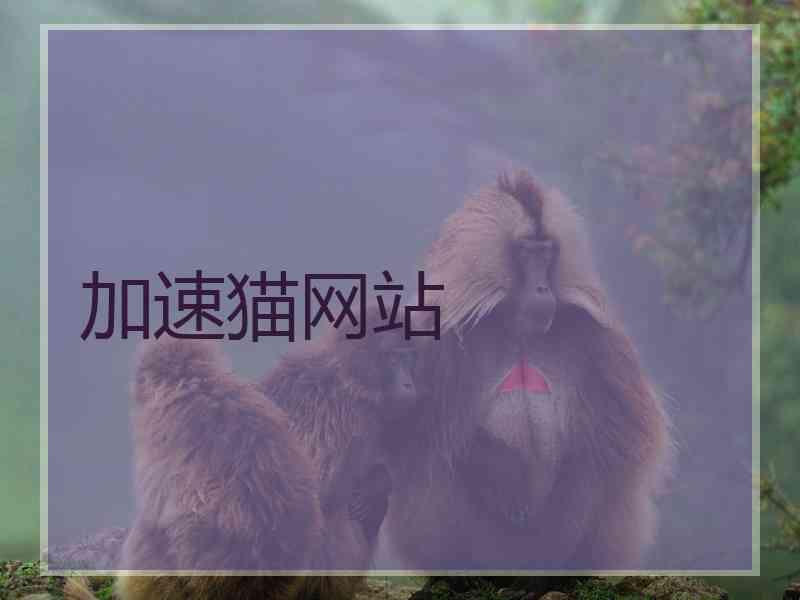 加速猫网站